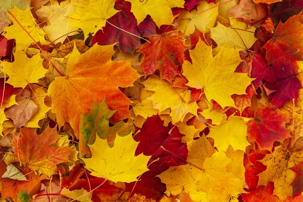 Achtergrond Van Rode Gele Oranje Herfstesdoornbladeren Herfst Esdoorn Bladeren — Stockfoto