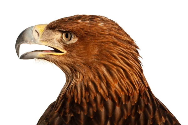 Steppe Golden Eagle Golden Eagle Head Isolated White Background Head — Stockfoto