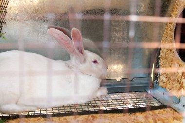 Kafesteki beyaz tavşan anne. Evcil tavşanları tutmak.