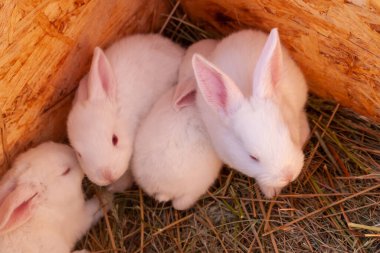 19 günlük tavşanlar. Yuvada büyüyen beyaz yavru tavşanlar. Beyaz Dev 'in tavşan yavruları..