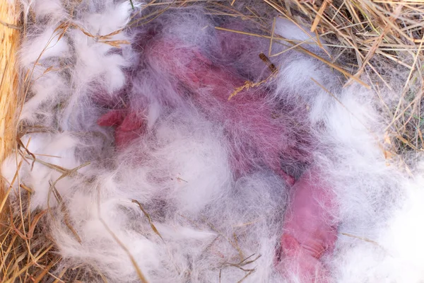 Neugeborene Kaninchen Kaninchenbrut Nest Niedliche Kaninchen Wurden Heute Geboren — Stockfoto
