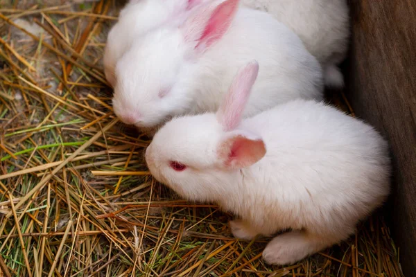 Die Kleinen Hasen Öffneten Die Augen Kaninchen Der Rasse Weißer — Stockfoto