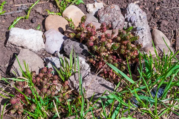 Rhodiola Rózsa Fiatal Hajtásai Nőnek Kövek Között Rhodiola Rosea Termesztése — Stock Fotó