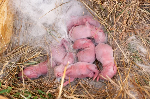 毛のない新生児ウサギが綿毛の中に 2日前に生まれたばかりのウサギ — ストック写真