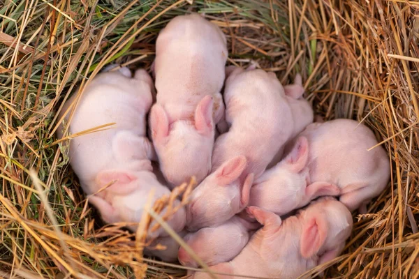 5日間の赤ちゃんウサギ 藁の中に白いウサギの赤ちゃんが眠っている — ストック写真