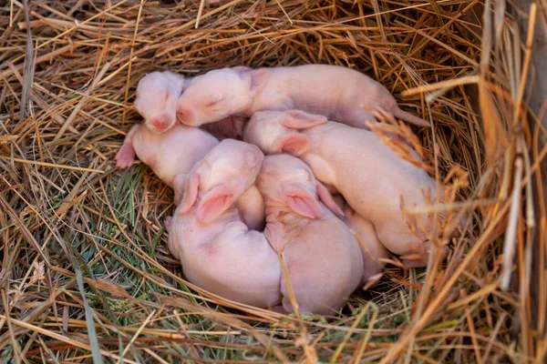 毛のない赤ちゃんウサギ 5日間のウサギが眠っている 藁の中にピンクのウサギの群れ — ストック写真