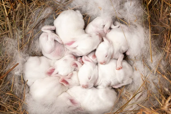 Conejos Blancos Bien Alimentados Duermen Nido Lindos Conejos Recién Nacidos —  Fotos de Stock