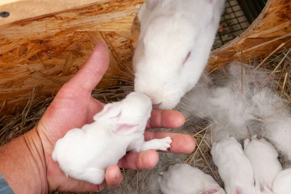 Criador Examina Cría Conejos Nido Conejos Días —  Fotos de Stock
