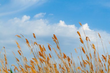 Reed güzel bir gökyüzünün arka planına karşı çalılık. Sazlığın tepeleri..