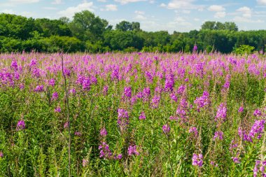 Çiçekli tıbbi bitki Çiçek açan Sally (Epilobium angustifolium). Ormanın ve gökyüzünün arka planında çiçek açan İvan çayı.