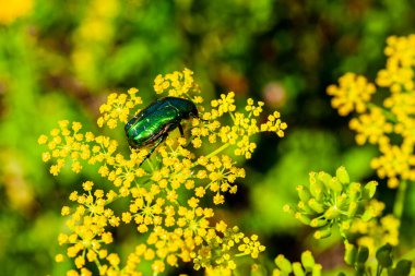 Bronzovka böceği sarı bir çiçeğe yakın çekim yapıyor. Çiçek böceği - Cetoniinae. Seçici odak.