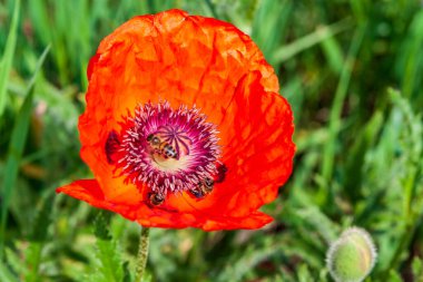 Kırmızı haşhaş çiçeği, yakın plan. Bal arıları haşhaş tohumlarından nektar toplar..