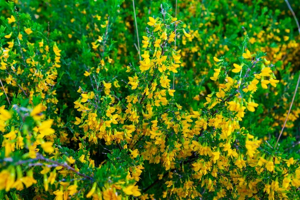Karagana Zblízka Steppe Acacia Steppe Keř Žlutými Květy Svěží Květ — Stock fotografie