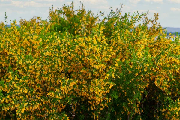 Flor Exuberante Caragan Steppe Acacia Arbusto Estepa Con Flores Amarillas — Foto de Stock