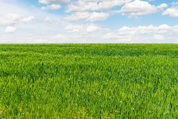 Żyto Zielone Pole Pod Błękitnym Niebem Chmurami Jako Tapetą — Zdjęcie stockowe