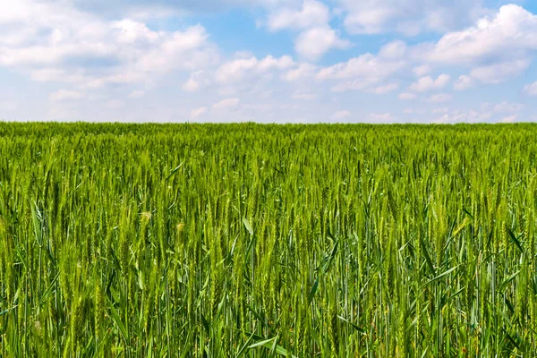 Ρύζι Πράσινο Πεδίο Κάτω Από Μπλε Ουρανό Σύννεφα Φόντο — Φωτογραφία Αρχείου