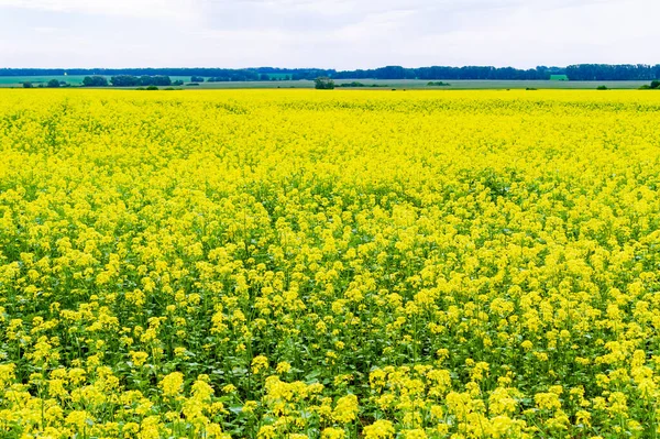 油種レイプフィールド 地平線までの距離に広がる巨大な菜の花畑 — ストック写真