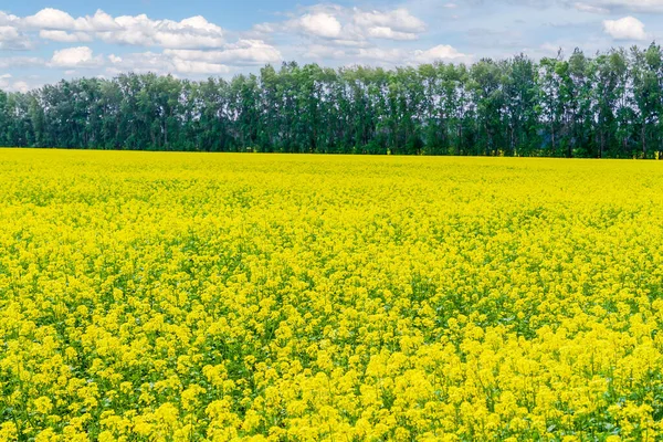 油種レイプフィールド 水平線に森林帯を持つ菜の花畑のパノラマ — ストック写真