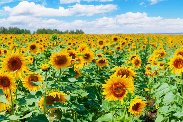 Field Yellow Sunflowers Rows Sunflowers Stretching Far Horizon Backdrop Beautiful — Stock Photo, Image