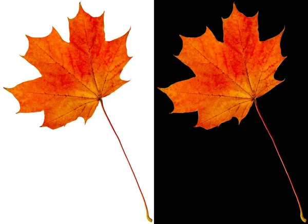 Een Oranje Rood Esdoorn Blad Met Een Lange Stengel Herfst — Stockfoto