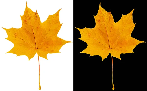 Prachtig Geel Esdoorn Blad Herfst Esdoorn Blad Geïsoleerd Witte Zwarte — Stockfoto