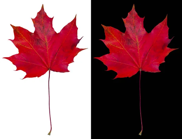 Prachtige Karmozijnrode Esdoorn Blad Herfst Esdoorn Blad Geïsoleerd Witte Zwarte — Stockfoto