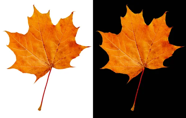 Gevallen Oker Oranje Esdoorn Blad Herfst Esdoorn Blad Geïsoleerd Witte — Stockfoto