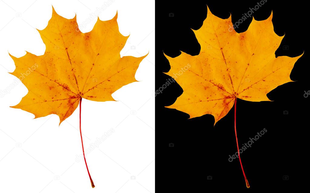 Windblown yellow maple leaf. Autumn maple leaf isolated on white and black backgrounds.
