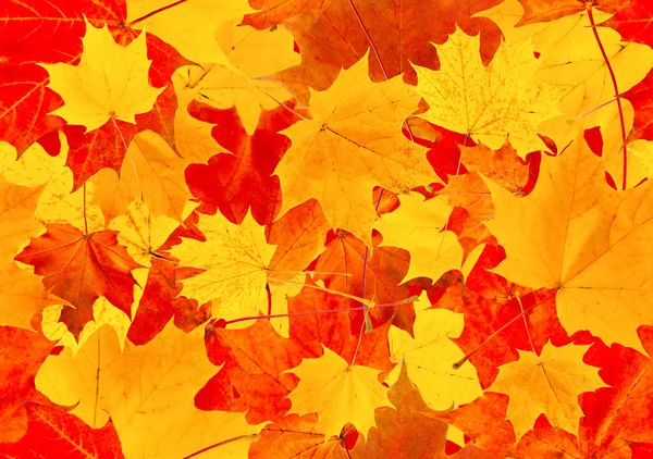 紅葉のシームレスな背景 オレンジのカエデの葉の陽気な背景 — ストック写真