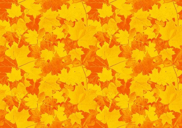 紅葉のシームレスな背景 赤橙色のカエデの葉の落ち着いた模様 — ストック写真