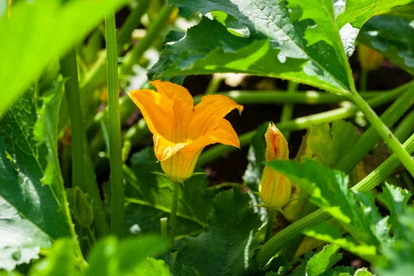 Яскраво Жовта Квітка Кабачків Фоні Зеленого Листя — стокове фото