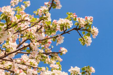Mavi gökyüzüne karşı çiçek açan elma ağacı. Bahar çiçekli elma ağacı.