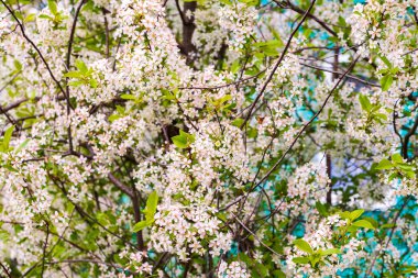 Bereketli beyaz kiraz çiçekleri açar. Bahar beyaz kiraz çiçekleri.