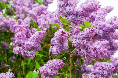 Yaygın leylak çiçekleri. Çiçekli leylak. Şırınga bayağıdır..