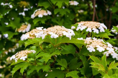 Beyaz çiçek açan viburnum, yakın plan. Çiçek açan viburnum. 