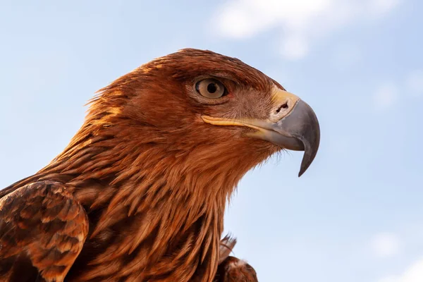 Head Eagle Golden Eagle Blue Sky — Stock Photo, Image
