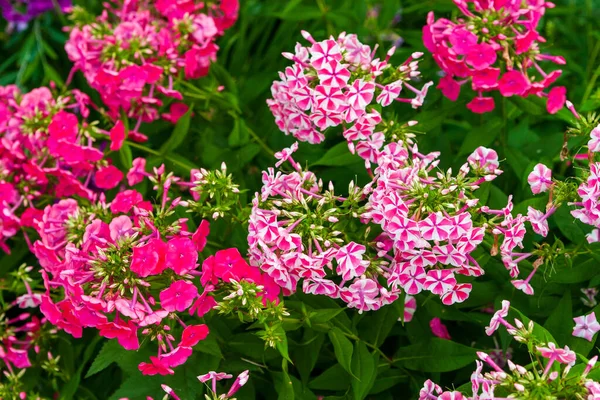 Dekoratív Petúnia Virágok Luxus Virágágy Rózsaszín Csíkos Petúniákkal — Stock Fotó