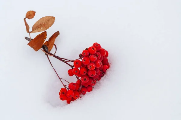 Een Stelletje Rode Lijsterbessen Witte Sneeuw Rijpe Zwanenboom Borstel Met — Stockfoto
