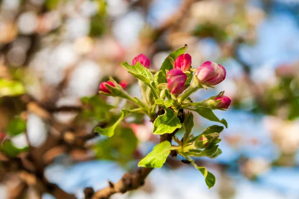 異常なピンクの芽を持つリンゴの木の枝 春リンゴの木 — ストック写真
