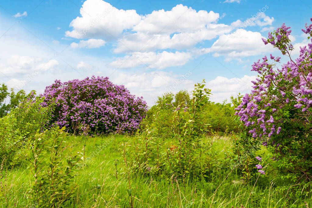 Large bushes of lilacs in the middle of the meadow. Blooming lilac. Syringa vulgaris.