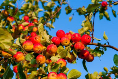 Daldaki parlak kırmızı elmalar. Zengin elma hasadı.