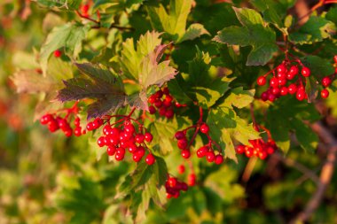 Batan güneşin ışınlarında olgunlaşmış viburum çalısı. Çalı üzerinde olgun viburum demetleri.