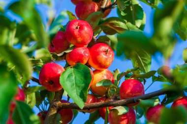 Daldaki parlak kırmızı elmalar. İştah açıcı kırmızı elmalı bir dal batan güneş tarafından aydınlatılır..