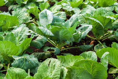 Bahçede taze lahana filizleri. Bahçede beyaz lahana.