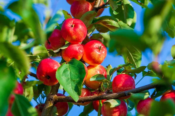 Daldaki parlak kırmızı elmalar. İştah açıcı kırmızı elmalı bir dal batan güneş tarafından aydınlatılır..