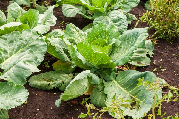 Rows White Cabbage Garden White Cabbage Garden — Stock Photo, Image