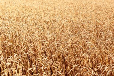 Altın buğdayın doğal arka planı. Altın buğday tarlası.