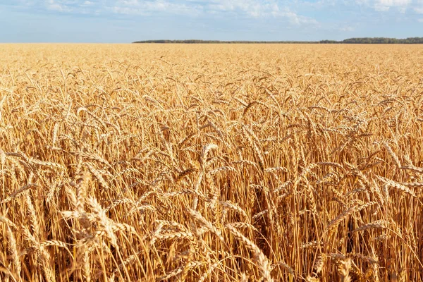 Campo Grano Maturo Che Estende Fino All Orizzonte Pere Mature — Foto Stock