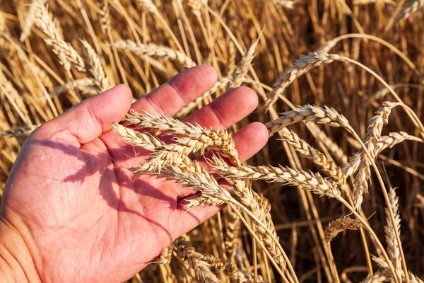 農家の手のひらに小麦の熟した耳 農夫は穀物の収穫を検査する — ストック写真