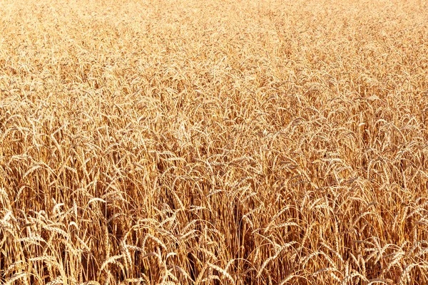Natural Background Golden Wheat Field Golden Wheat Royalty Free Stock Photos